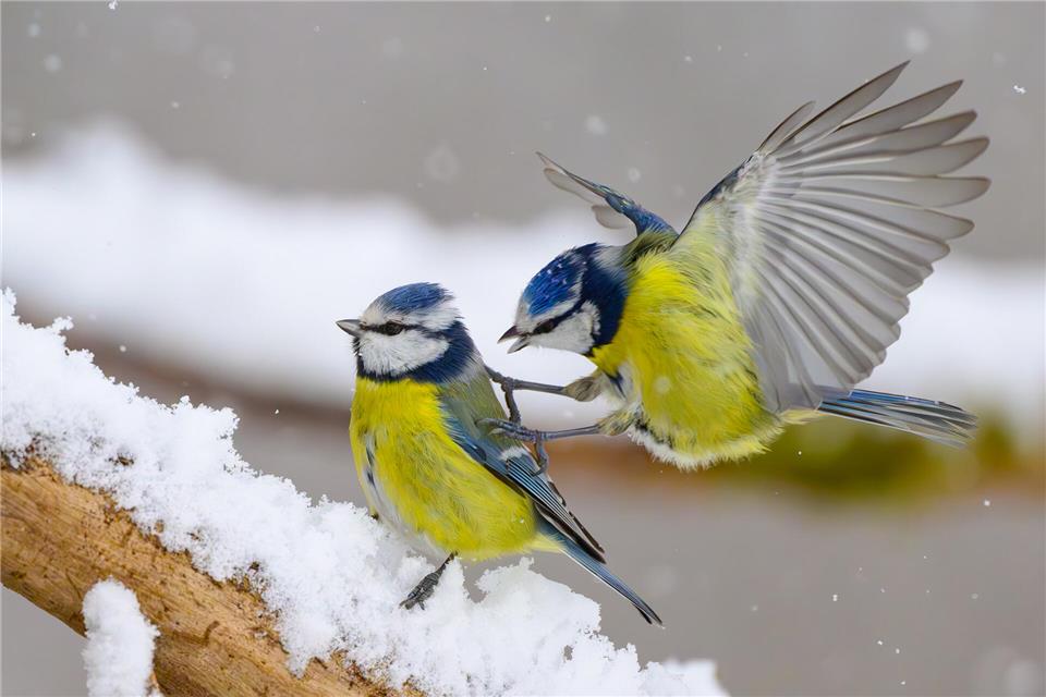Zwei Blaumeisen streiten sich im Schnee. Die aktuellen Wetterbedingungen stellen Vögel vor Herausforderungen, vor allem bei der Nahrungsversorgung.