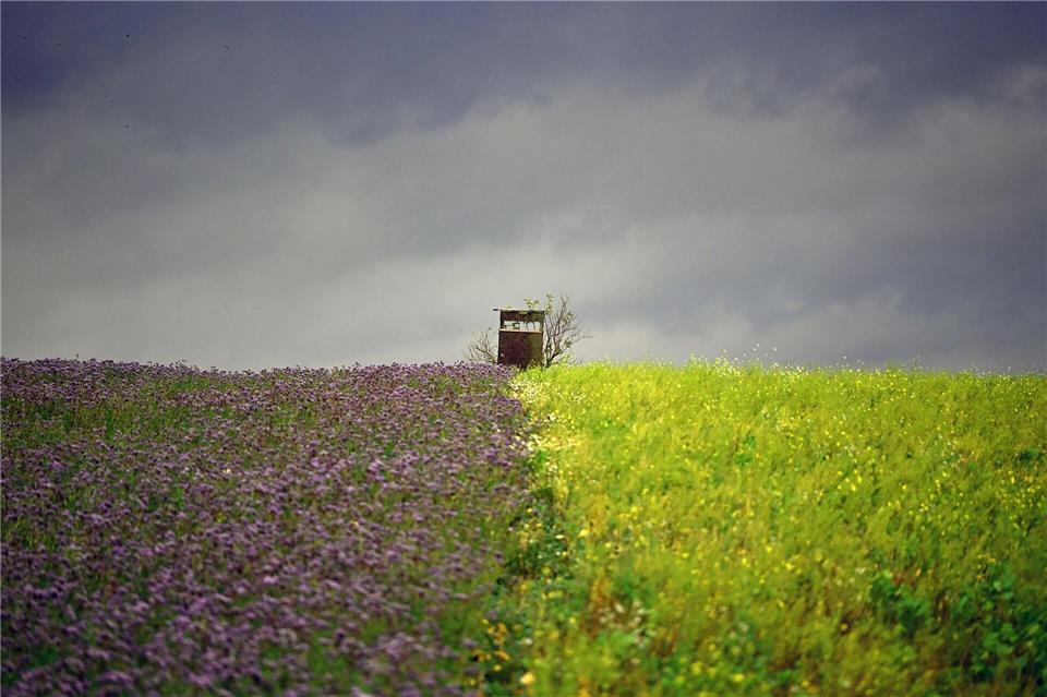 Bilder des Tages  Zwei Felder in Brandenburg mit unterschiedlichen Farben liegen nebeneinander.Lilli Förter/dpa