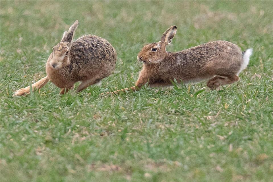 Zwei Feldhasen laufen über ein Feld. Meister Lampe breitet sich wieder in Deutschland aus – hat aber auch mit einer neuartigen Krankheit zu kämpfen. (Symbolbild)Boris Roessler/dpa