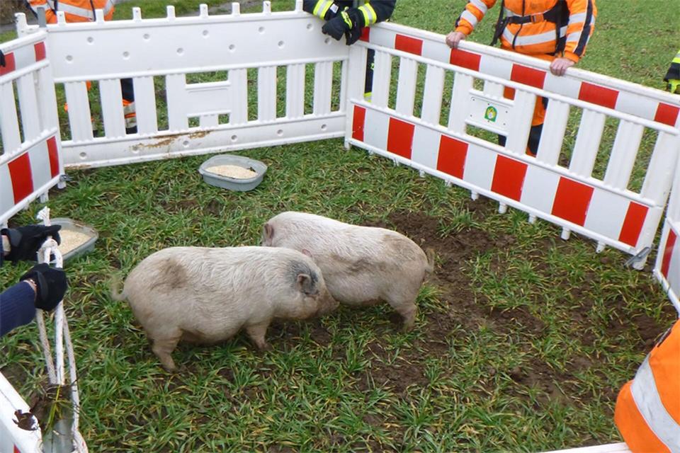 Zwei Hängebauchschweine haben für einen Polizeieinsatz gesorgt. (Symbolbild)Polizei Düren/dpa