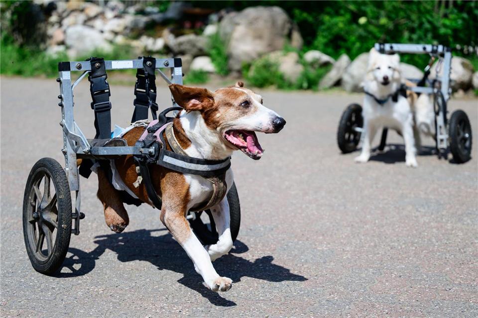 Zwei Hunde mit einem Rollstuhl laufen auf dem Gelände vom „De Hun’nenhoff“. Philipp Schulze/dpa