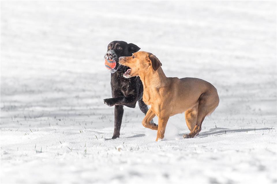 Zwei Hunde sind bereits ein Rudel - das heißt, es entwickelt sich eine besondere Gruppendynamik.Benjamin Nolte/dpa-tmn
