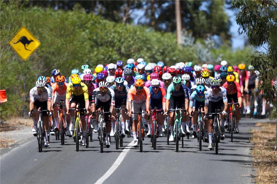 Zwei Kängurus lösten auf der letzten Etappe der Tour Down Under einen Crash aus.Matt Turner/AAP/dpa