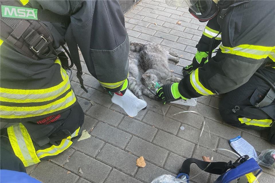 Zwei Katzen bekommen Sauerstoff, nachdem sie bei einem Zimmerbrand mit Rauchgas verletzt worden sind.-/Feuerwehr Dortmund/dpa