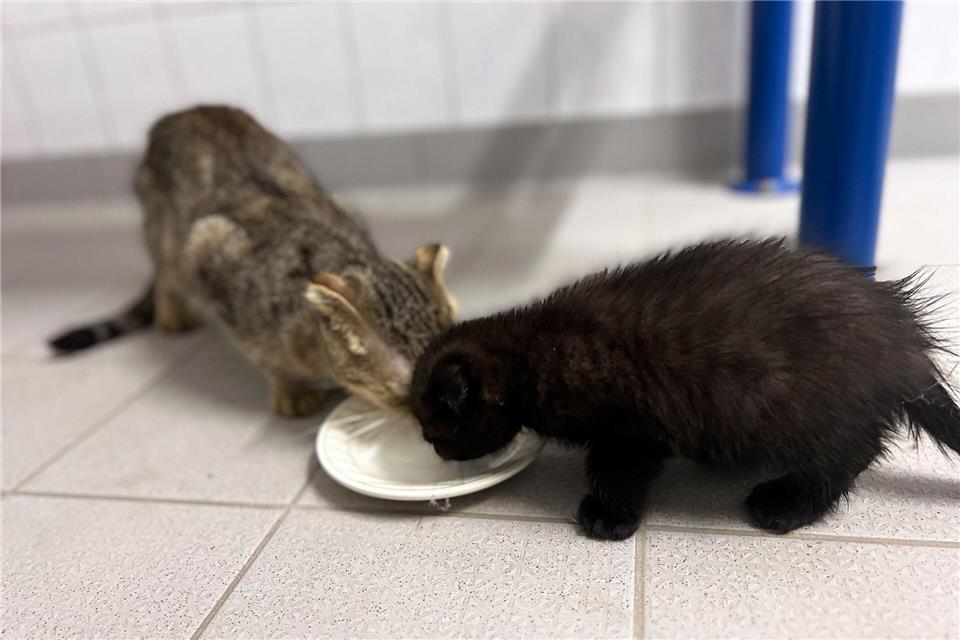 Jugendliche retten Katzenbabys aus Plastiktüte Zwei Katzenbabys wurden aus einer Tüte gerettet. -/Bundespolizei Kaiserslautern/dpa