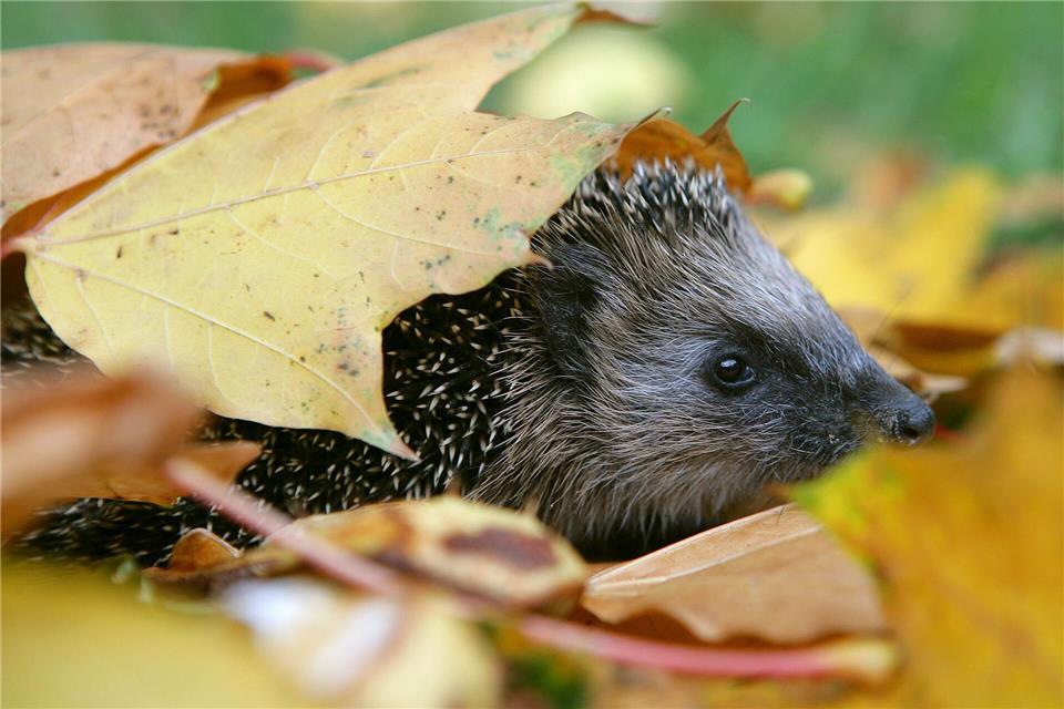 Zwei Männer sollen offenbar gezielt Jagd auf Igel gemacht haben. (Symbolbild)Patrick Pleul/dpa/dpa-tmn