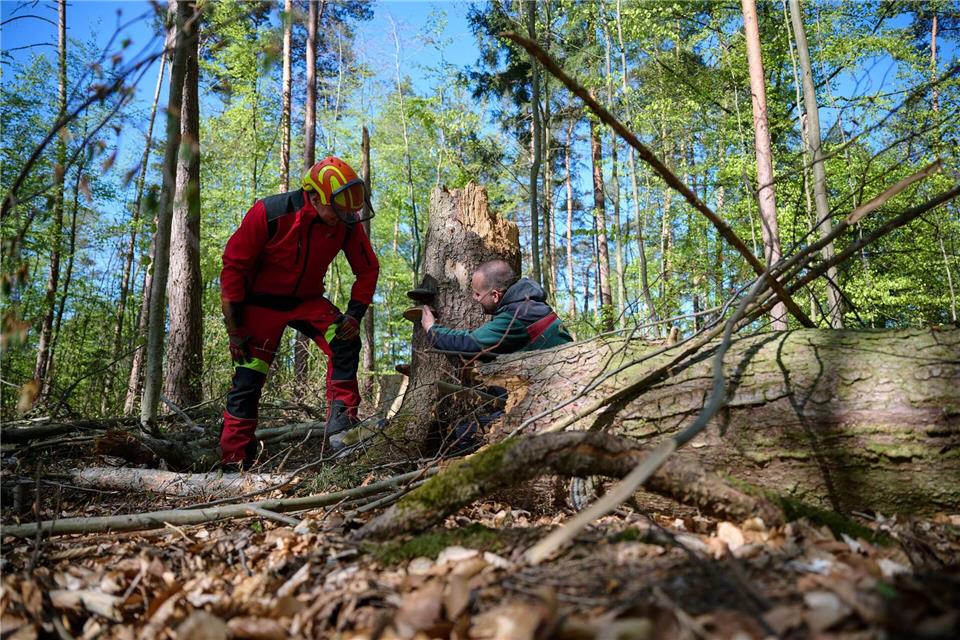 Zwei Mitarbeiter vom Forstlichen Bildungszentrum in Arnsberg betrachten im Wald einen Baumstumpf, aus dem ein Pilz wächst.Bernd Thissen/dpa