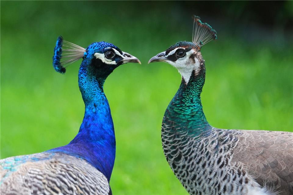 Zwei Pfaue streifen durch den Vorgarten eines Hauses in Texas.Julio Cortez/AP/dpa