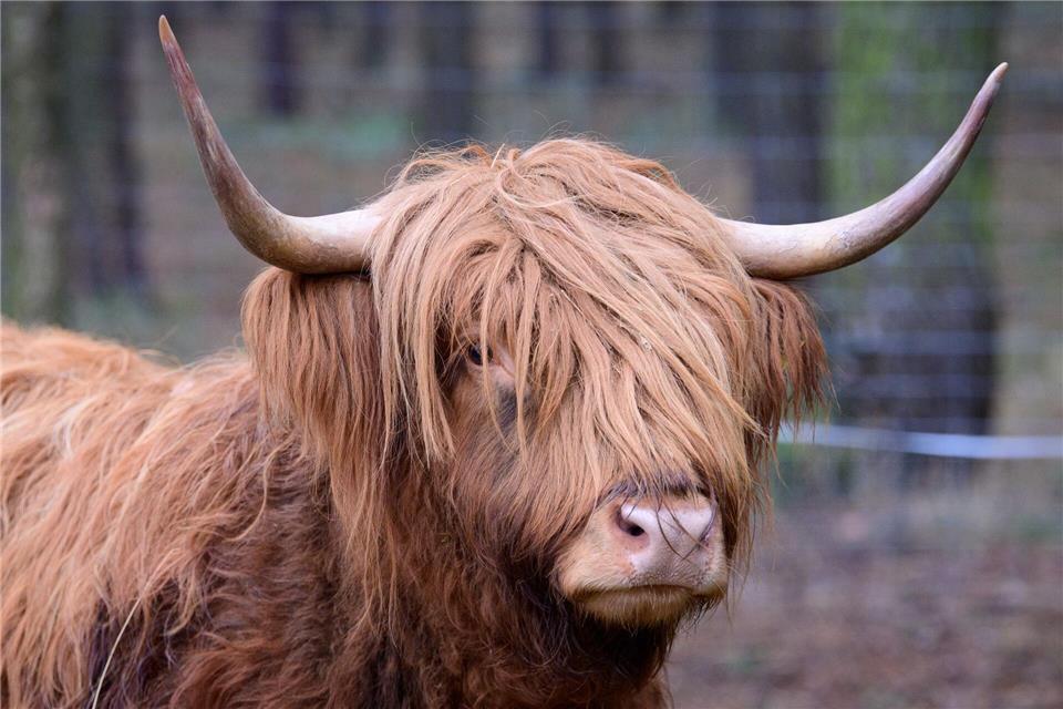 Zwei Rinder sind von einem Zug erfasst worden (Symbolbild)Soeren Stache/dpa-Zentralbild/ZB