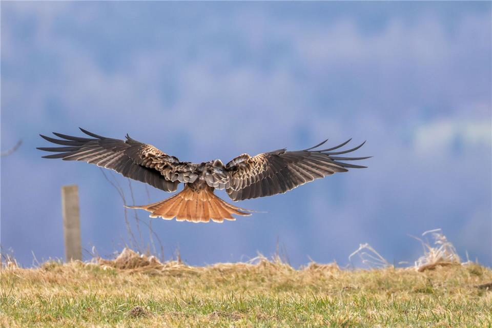 Zwei Rotmilane wurden vergiftet. (Symbolfoto) Thomas Warnack/dpa