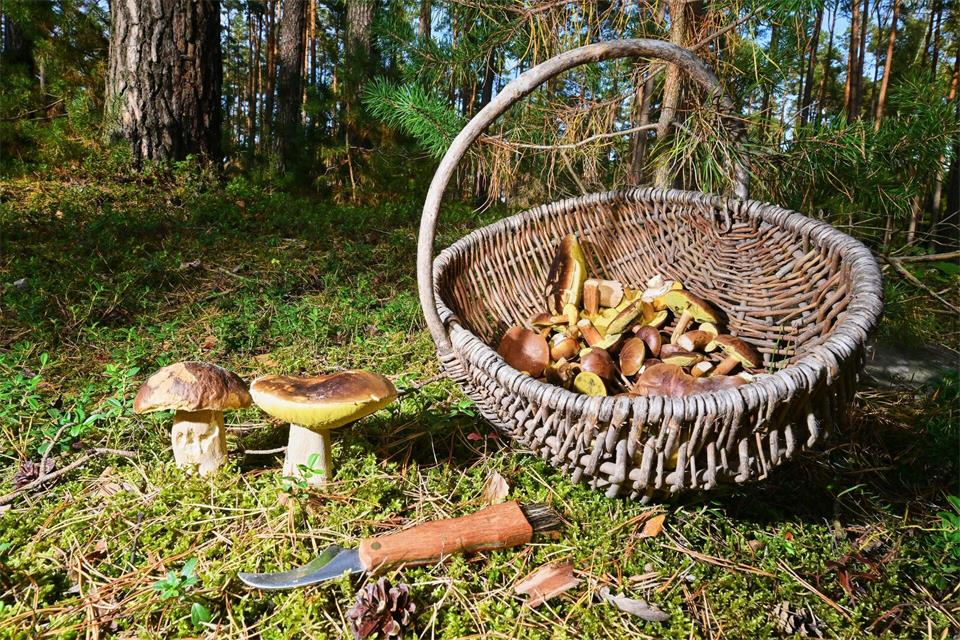 Zwei Steinpilze in einem Wald - und zack, wenig später sind sie im Korb des Pilzsammlers.Patrick Pleul/dpa