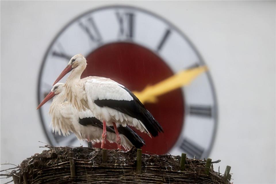 Zwei Störche stehen im Regen zu Frühlingsbeginn.Thomas Warnack/dpa
