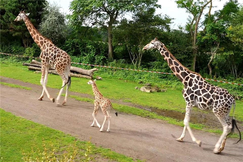 Leipziger Giraffennachwuchs heißt Moya Zwei Wochen nach der Geburt erkundet Moya zum ersten Mal das Freigehege. (Archivbild)Tobias Junghannß/dpa