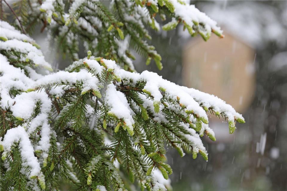 Zwei bis drei Zentimeter Schnee lagen am Vormittag auf dem Brocken. (Symbolbild)Matthias Bein/dpa