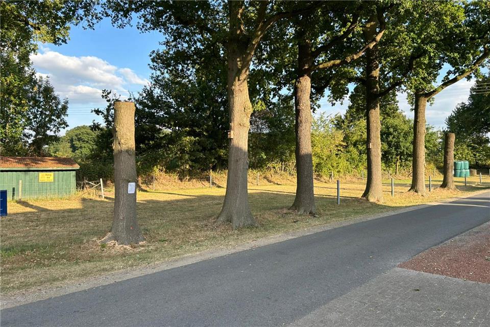 Zwei der Bäume sind bis auf den Stamm gekürzt worden. Sie sollen als „Habitate“ stehenbleiben.
