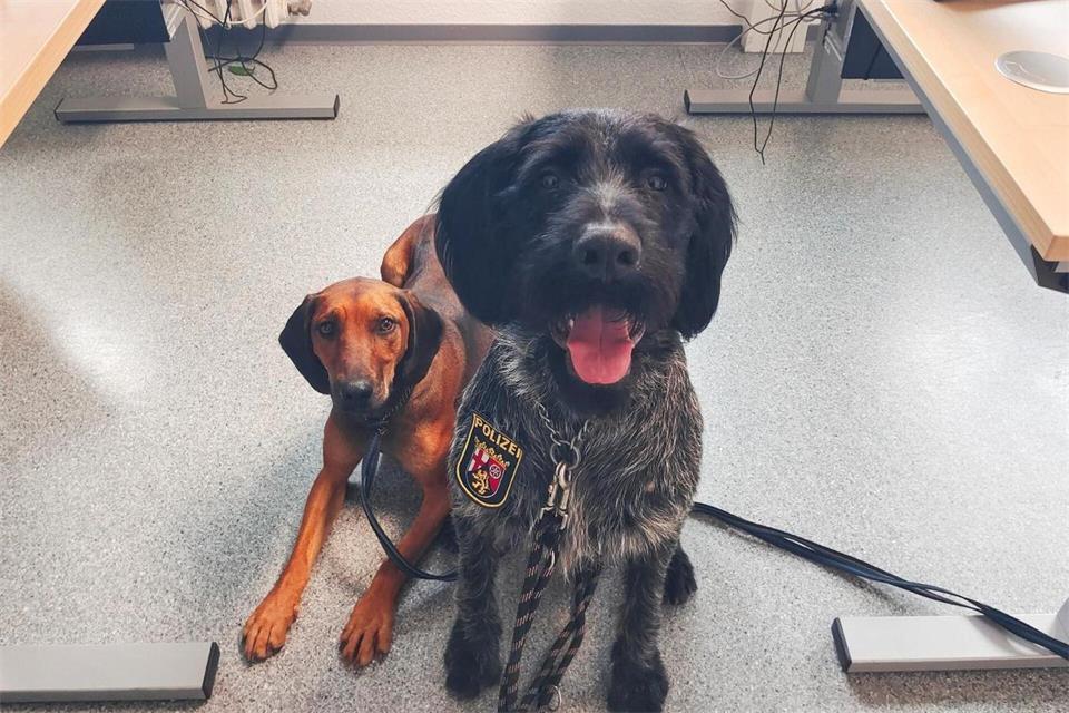 Zwei eingefangene Jagdhunde warten darauf abgeholt zu werden. -/Polizeiinspektion Morbach/dpa