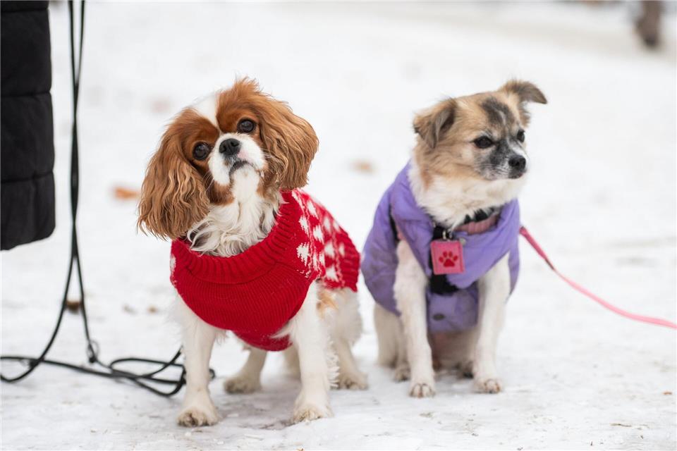 Zwei kleine Hunde mit Jacken sitzen im Schnee in Berlin.Christophe Gateau/dpa