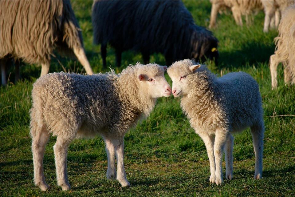 Zwei kleine Lämmer stehen bei Sonnenschein auf einer Wiese in Köln.Henning Kaiser/dpa