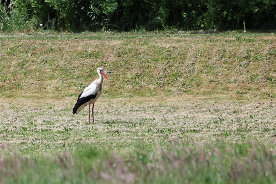 Zwei sogenannte Senderstörche aus Hamburg werden nicht mehr zurückkehren - sie sind in Spanien aufgrund der Vogelgrippe verendet. (Archivbild)Christian Charisius/dpa