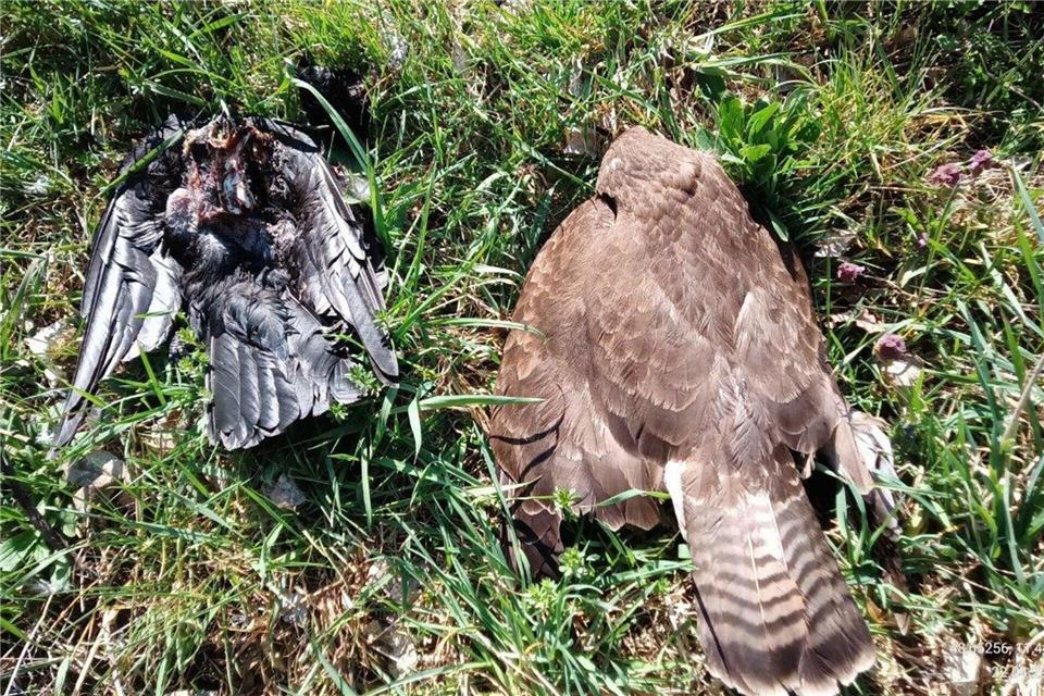 Zwei tote Vögel im oberbayerischen Landkreis Pfaffenhofen - auch sie könnten vergiftet worden sein. (Archivbild) -/Landratsamt Pfaffenhofen an der Ilm/dpa