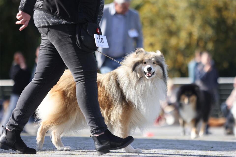 Zwei- und Vierbeiner waren auf der Rassehunde-Ausstellung in Rostock willkommen. Danny Gohlke/dpa/ZB