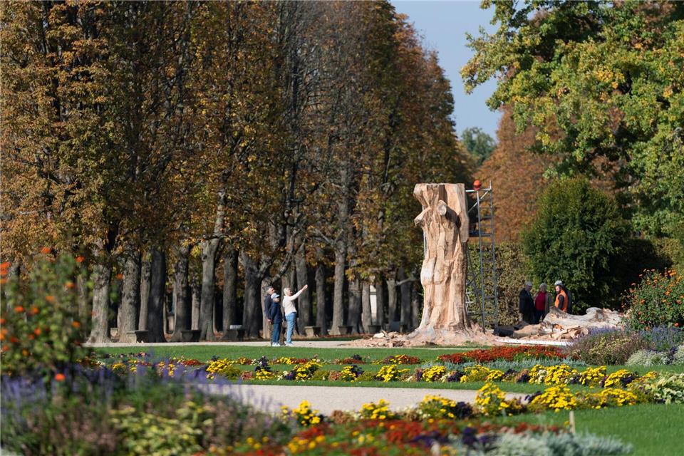 Zweite Blutbuche im Schlosspark Pillnitz muss gefällt werden. (Archivbild)Matthias Rietschel/dpa