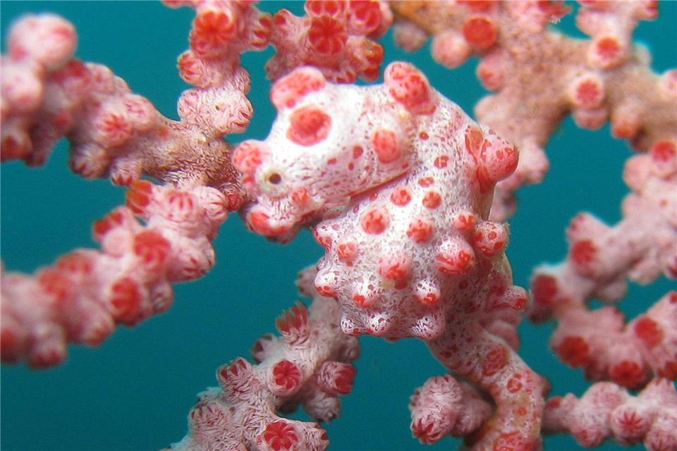 Zwerg-Seepferdchen sind zwischen Gorgonien-Korallen perfekt getarnt. .. Sea Institute of Oceanology/Chinese Academy of Sciences/dpa
