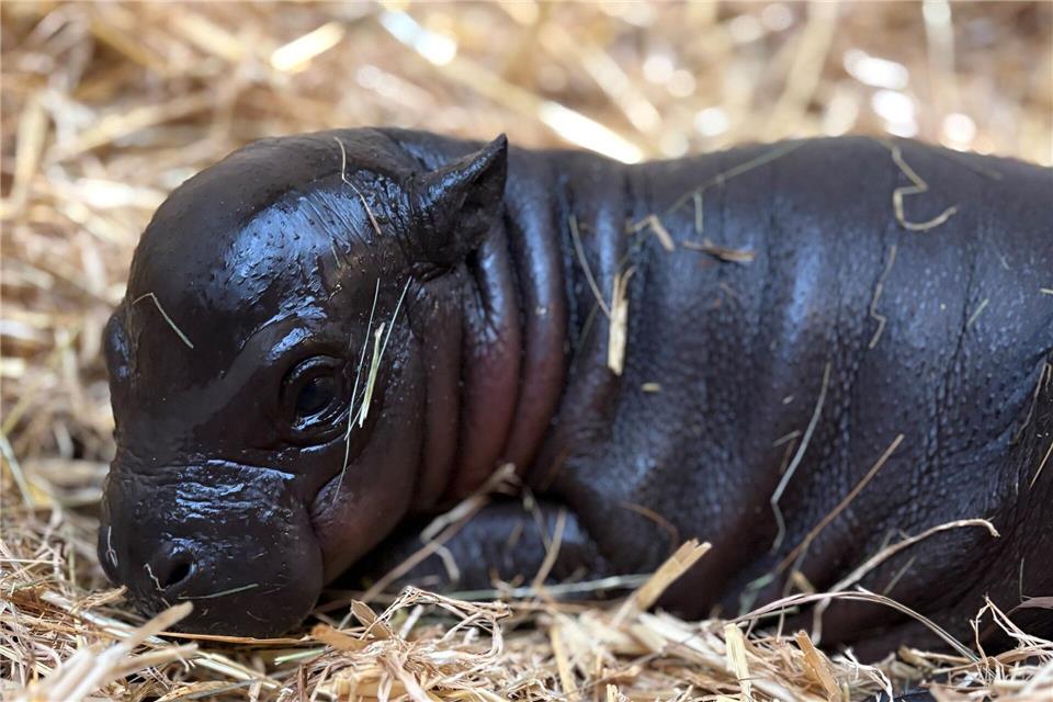 Zwergflusspferd-Baby „Panya“ kuschelt gern im weichen Stroh.M. Tetzlaff/Zoo Duisburg/dpa
