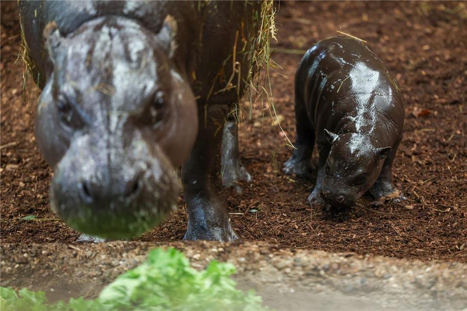 Zwergflusspferde „Panya“ und seine Mutter „Ayoka“.Christoph Reichwein/dpa