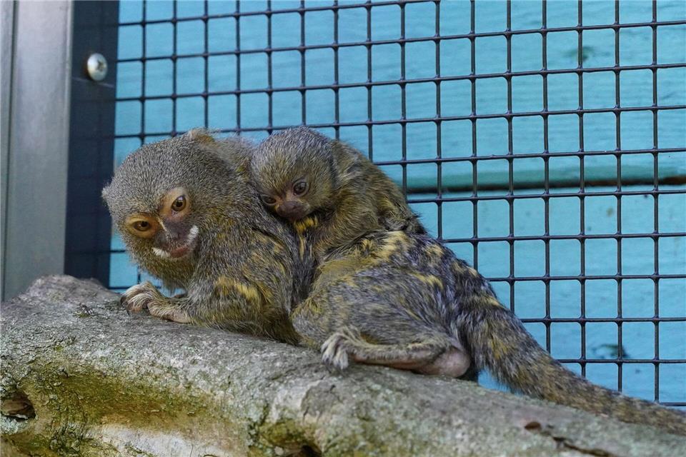 Zwergseidenäffchen gelten als kleinste Affenart der Welt.Tiergarten Kleve/dpa