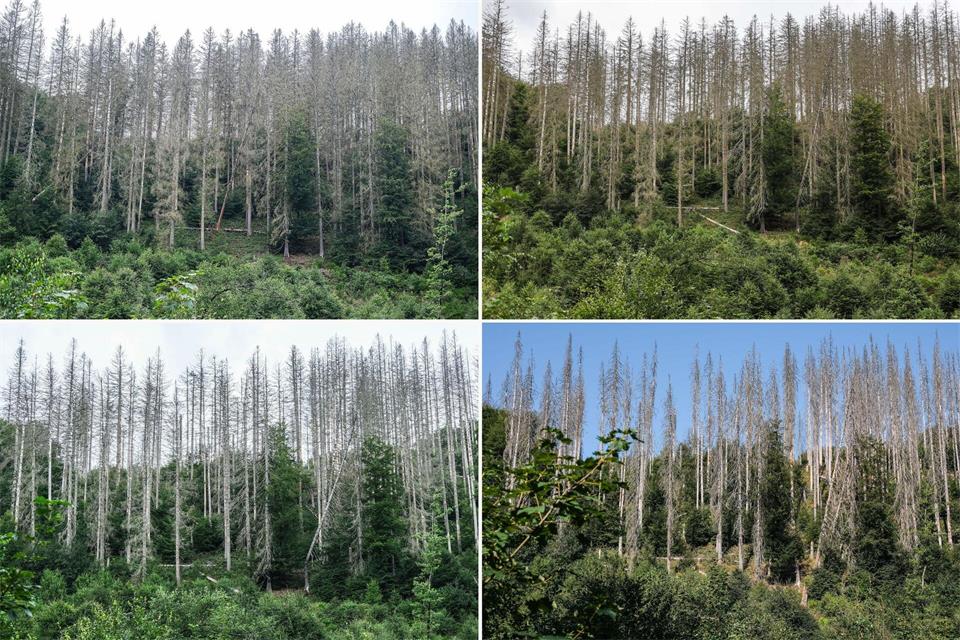 Zwischen abgestorbenen Fichten sind im Nationalpark Eifel junge Buchen zu sehen - im Jahr 2023 (oben links), 2024 (oben rechts), 2025 (unten links) und 2026 (unten rechts). Oliver Berg/dpa