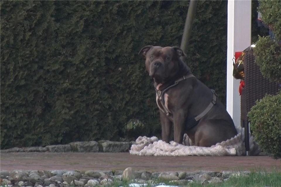 Zwischen dem American Bulldog und seinem Halter gab es den Ermittlungen zufolge eine tödliche Auseinandersetzung. (Handout-Foto)Ulf Zurlutter/Nord-West-Media/dpa