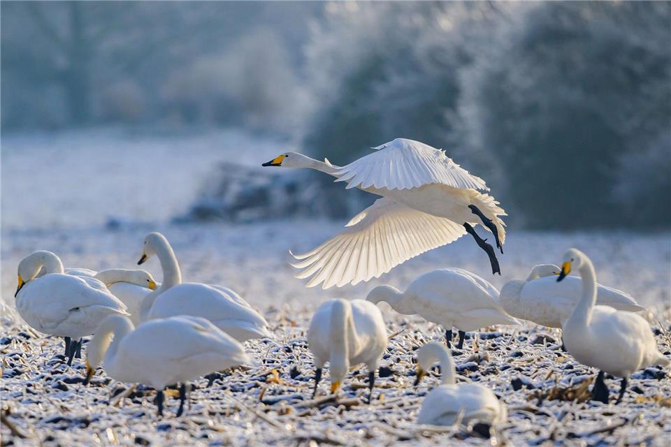 Zwischenstopp in der Uckermark: Singschwäne rasten im Odertal, bevor sie weiter nach Skandinavien ziehen.Patrick Pleul/dpa