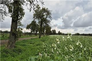 Gewerbegebiet: Stadt Borken sichert sich Kaufrechte an Flachsbahn