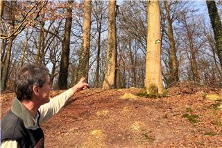 Warum im Borkener Pröbstingbusch alte Buchen weichen müssen